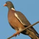 Vogelgrippe